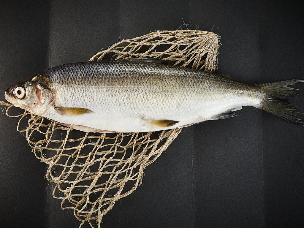 Whole fish on a fishing net, as purchased from the supplier